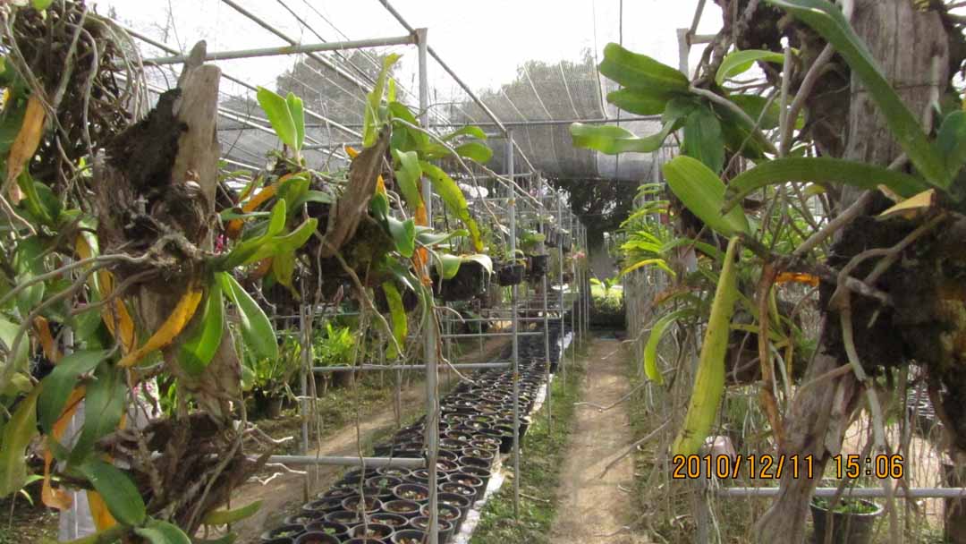 suchada_garden_05.JPG 112.8K