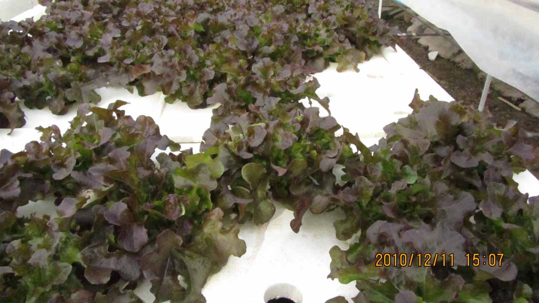 suchada_garden_09.JPG 86.3K