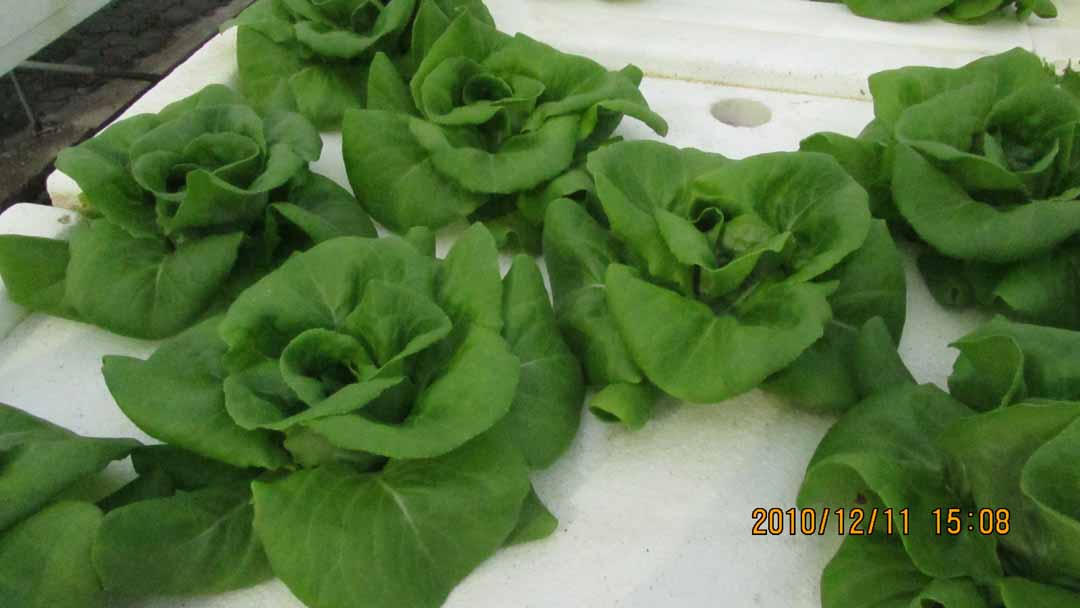 suchada_garden_12.JPG 64.2K