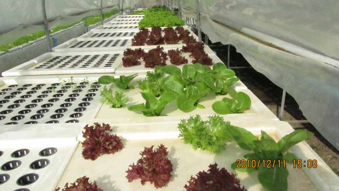 suchada_garden_14.JPG 88.0K