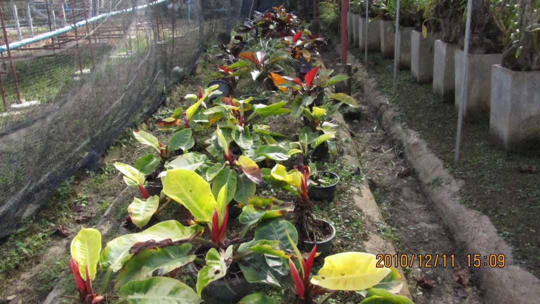 suchada_garden_16.JPG 111.8K