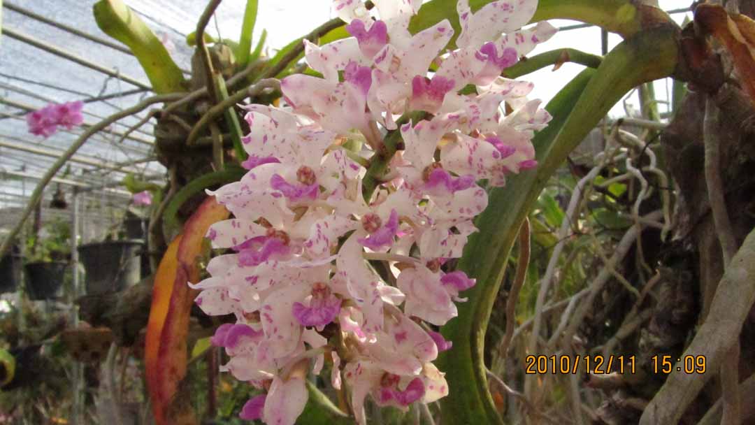 suchada_garden_17.JPG 87.2K