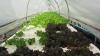 suchada_garden_29.jpg 2.2K