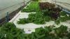 suchada_garden_30.jpg 2.4K