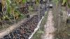suchada_garden_37.jpg 2.5K